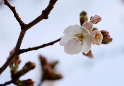 写真：高知市と並んで全国で最も早く開花した、熊本市にある標本木のソメイヨシノ＝２３日午後