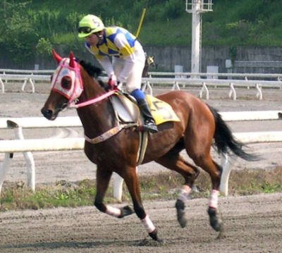 写真:ハルウララ=2004年5月、高知競馬場
