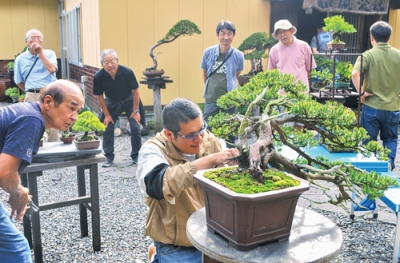 写真:盆栽展に向けて作品の手入れを行う会員ら