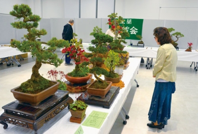 写真:見事な盆栽に見入る来場者