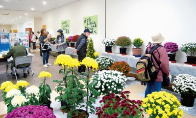 写真:色とりどりの菊が来場者の目を楽しませている菊花展