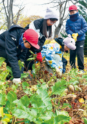 写真:畑でビートを収穫する児童たち