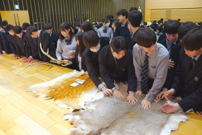 写真:エゾシカの角や毛皮を観察する大谷室蘭高校の生徒たち