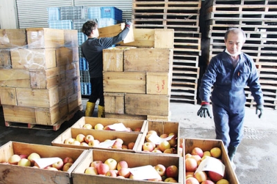 写真:タムラファームに発送される壮瞥産のリンゴ=11日、壮瞥町