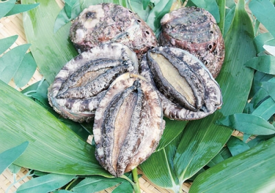 写真:室蘭沿岸で育ち、水揚げされたアワビ(提供写真)