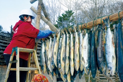 写真:「サッチェ<span style="font-size: 0.8em">プ</span>」作りのため干されるサケ