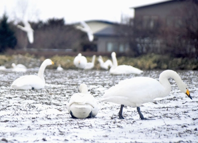 写真:伊達市内の畑でくつろぐオオハクチョウ