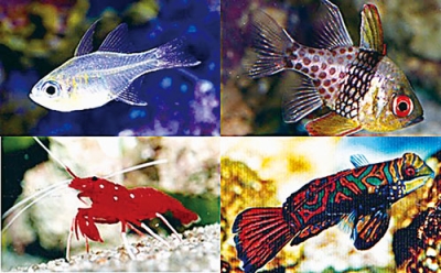 写真:推しギョ総選挙に立候補する(右上から時計回りに)マンジュウイシモチ、ニシキテグリ、シロボシアカモエビ、イトヒキテンジクダイ