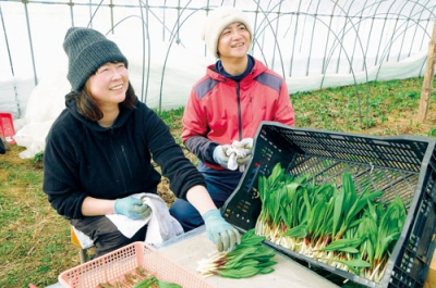 写真:笑顔でギョウジャニンニクの出荷作業を行う齊藤夫妻
