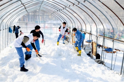 写真:雪球に使う雪を崩す北電社員=22日