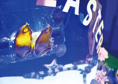 写真:水槽の中で金貨のように輝くテンジクザメの卵