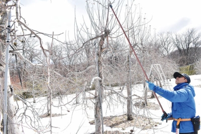写真:高枝ばさみでリンゴのせん定をする関係者=くだもの農家浜田園